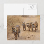 Carte Postale Tigres du Bengale (Devant / Derrière)