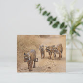 Carte Postale Tigres du Bengale (Debout devant)