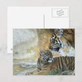 Carte Postale Tigres du Bengale relaxant (Devant / Derrière)