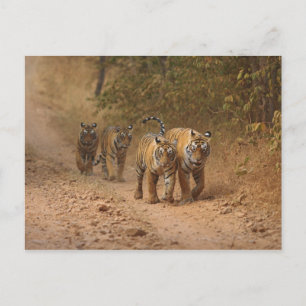 Carte Postale Tigres royaux du Bengale en mouvement, Ranthambhor