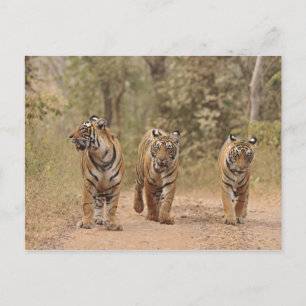 Carte Postale Tigres royaux du Bengale sur la piste, Ranthambhor