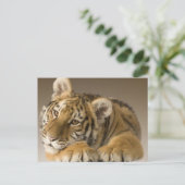 Carte Postale tijgertje (Debout devant)