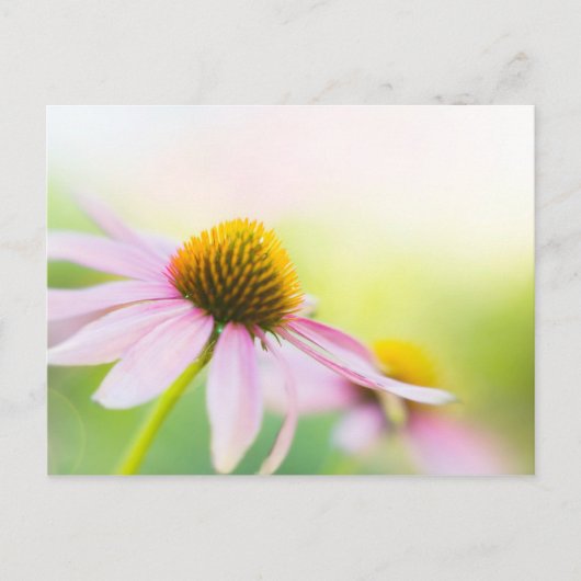 Carte Postale Til Sunbeams Trouvez-Vous (Devant)