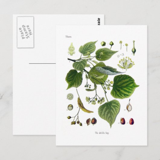 Carte Postale tilia ulmifolia (Devant / Derrière)