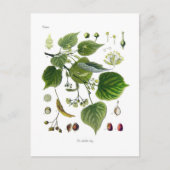 Carte Postale tilia ulmifolia (Devant)