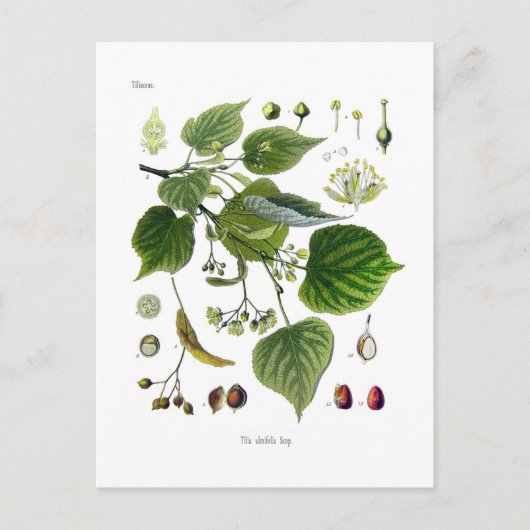 Carte Postale tilia ulmifolia (Devant)