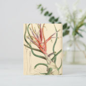 Carte Postale Tillandsia bulbosa (Debout devant)