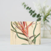 Carte Postale Tillandsia bulbosa (Debout devant)