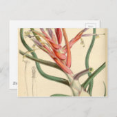 Carte Postale Tillandsia bulbosa (Devant / Derrière)