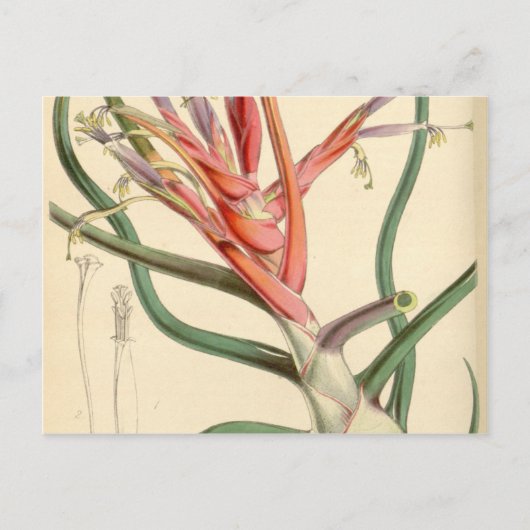 Carte Postale Tillandsia bulbosa (Devant)