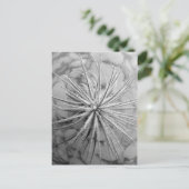 Carte Postale Tillandsia tectorum (Debout devant)