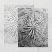 Carte Postale Tillandsia tectorum (Devant / Derrière)