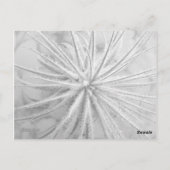 Carte Postale Tillandsia tectorum (Dos)