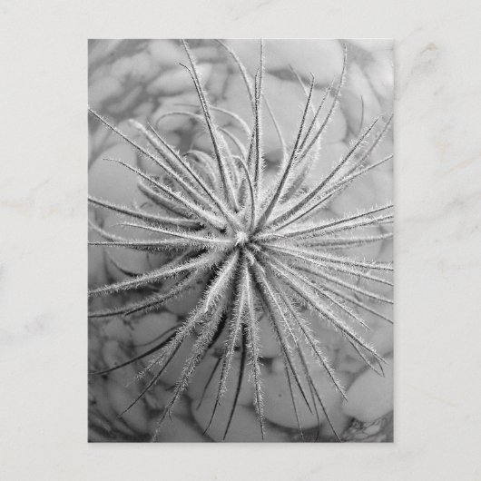 Carte Postale Tillandsia tectorum (Devant)