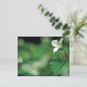 Carte Postale Tillium blanc (Debout devant)