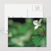 Carte Postale Tillium blanc (Devant / Derrière)