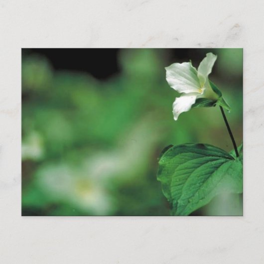 Carte Postale Tillium blanc (Devant)