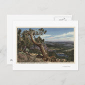 Carte Postale Timberline sur Mammoth Crest (Devant / Derrière)