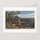 Carte Postale Timberline sur Mammoth Crest (Devant)