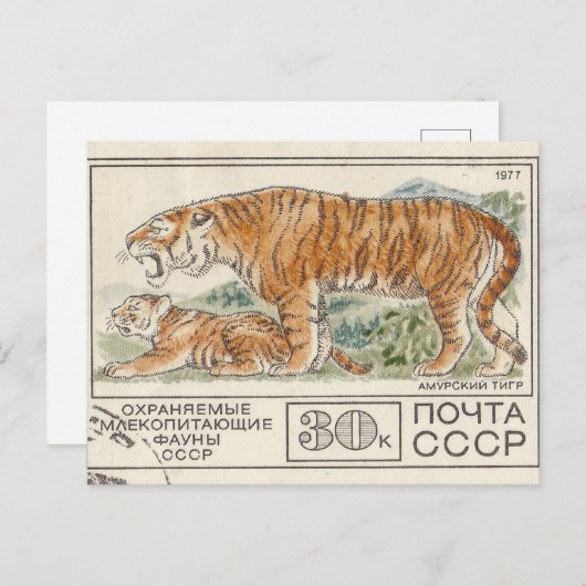 Carte Postale Timbre postal soviétique amur tiger (Devant / Derrière)