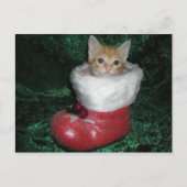 Carte Postale Timon Postcard (Devant)