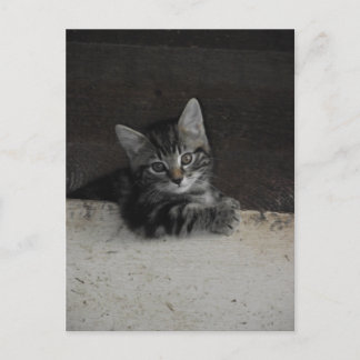 Carte Postale Tinker Kitten