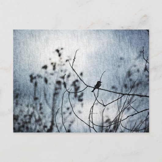 Carte Postale Tiny Bird Silhouette Postcard (Devant)