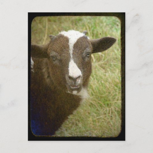 Carte Postale Tiny grandit (Devant)