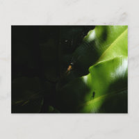 Carte postale Tiny Spider