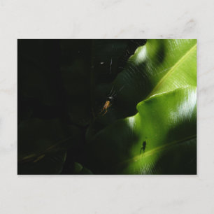 Carte postale Tiny Spider