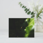 Carte postale Tiny Spider (Debout devant)