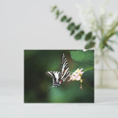 Carte postale Tiny Zebra (Debout devant)