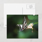 Carte postale Tiny Zebra (Devant / Derrière)