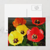 Carte Postale Tiptoe à travers le... (Devant / Derrière)