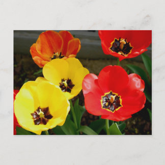 Carte Postale Tiptoe à travers le...