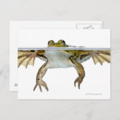 Carte Postale Tir d'une grenouille comestible surfacée devant un (Devant / Derrière)