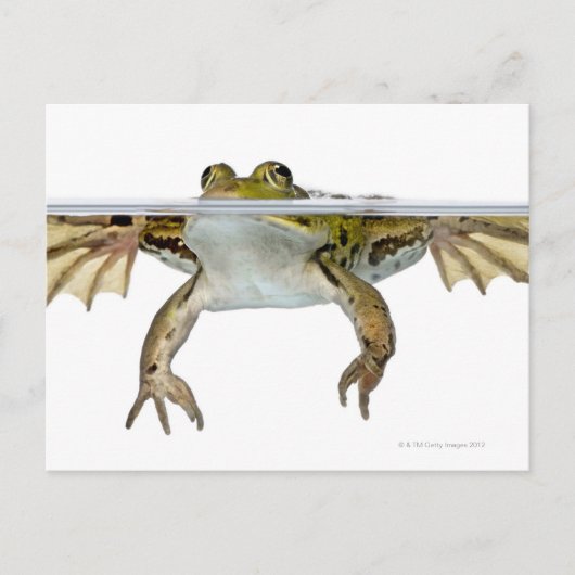 Carte Postale Tir d'une grenouille comestible surfacée devant un (Devant)