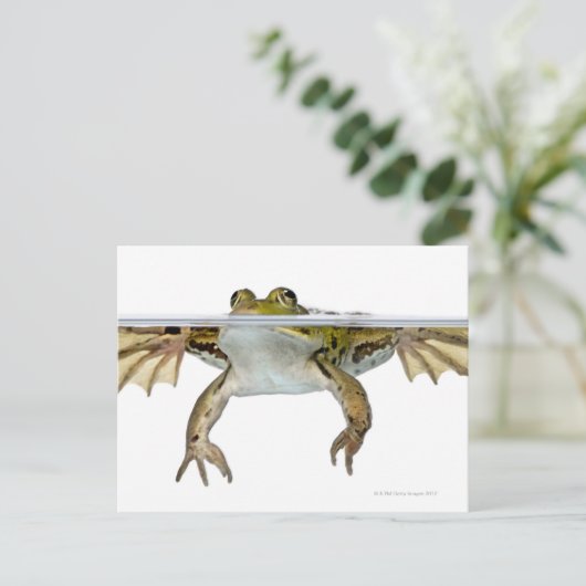 Carte Postale Tir d'une grenouille comestible surfacée devant un (Debout devant)