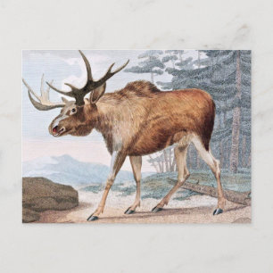 Carte Postale Tirage Vintage Bull Moose