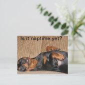 Carte Postale Tired Dachshund (Debout devant)