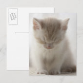 Carte Postale Tired Kitten (Devant / Derrière)