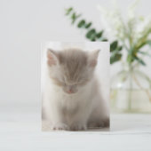 Carte Postale Tired Kitten (Debout devant)