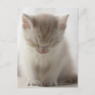 Carte Postale Tired Kitten