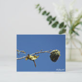 Carte Postale tisserain gendarme et son nid (Debout devant)