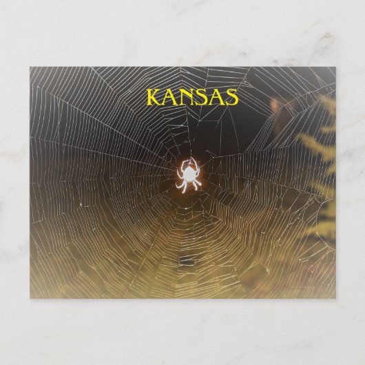 Carte Postale Tisserin d'orbe la nuit (Devant)