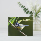 Carte Postale Tit bleu en automne (Debout devant)