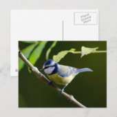 Carte Postale Tit bleu en automne (Devant / Derrière)