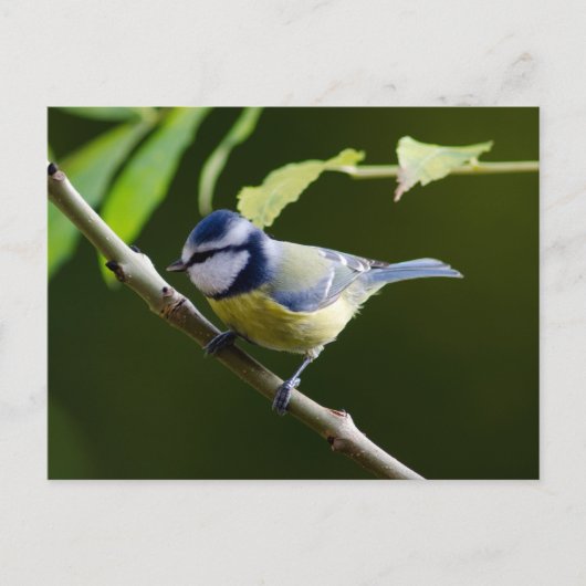 Carte Postale Tit bleu en automne (Devant)
