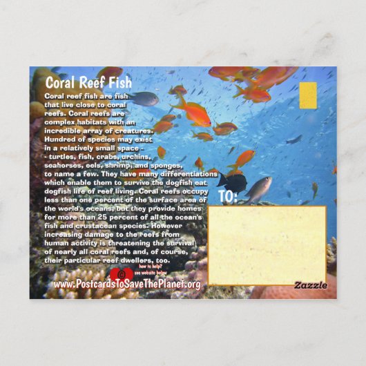 Carte Postale Titan Triggerfish, pour l'enfant, un humour - (Dos)