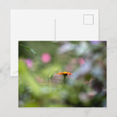 Carte Postale Tithonia Dans Le Jardin (Devant / Derrière)